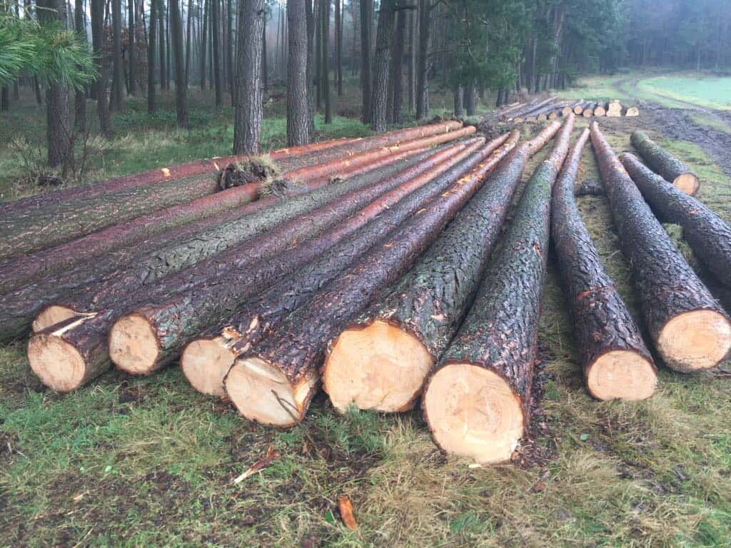 Holz für Paletten